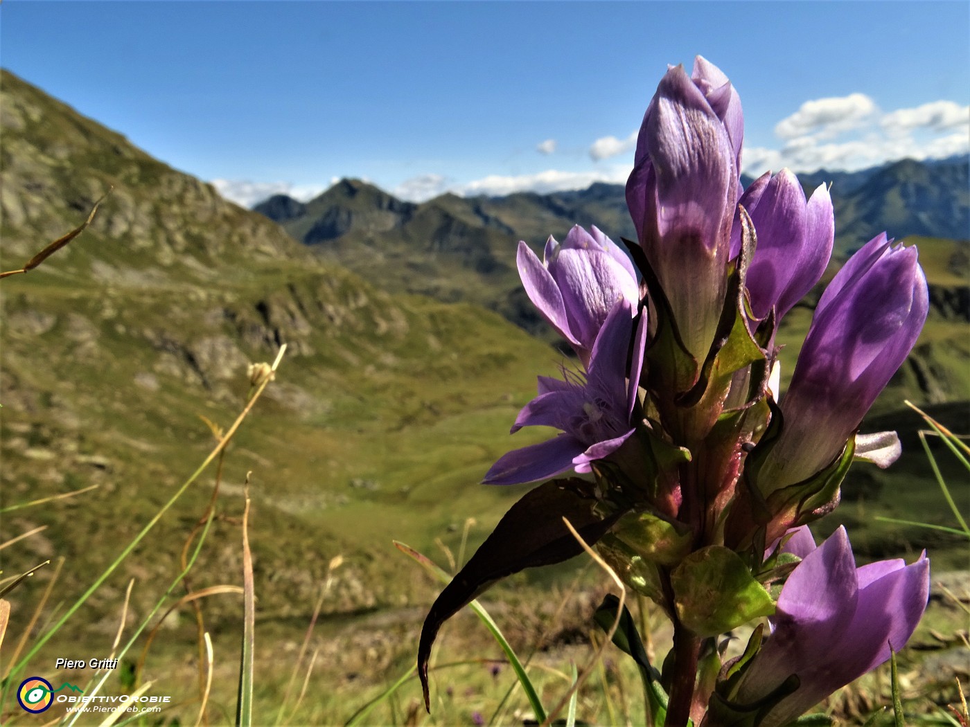 21 Genzianella germanica (Gentianella rhaetica o forse anisodonta) con vista verso la 'refgione' del San Marco.JPG